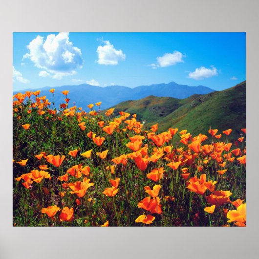 Californische poppies met een heuvel poster (Voorkant)