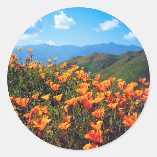 Californische poppies met een heuvel ronde sticker (Voorkant)