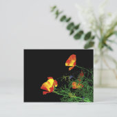 Californische poppies op zwart briefkaart (Staand voorkant)