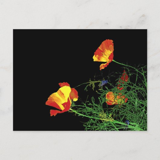 Californische poppies op zwart briefkaart (Voorkant)