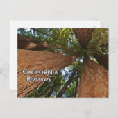 Californische sequoia's - Big Trees Briefkaart (Voorkant / Achterkant)