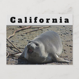 Californische Vrouw Elephant Seal Ocean Animal Briefkaart