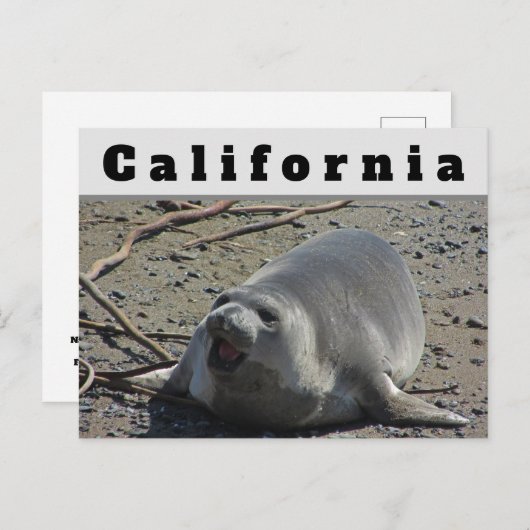 Californische Vrouw Elephant Seal Ocean Animal Briefkaart (Voorkant / Achterkant)