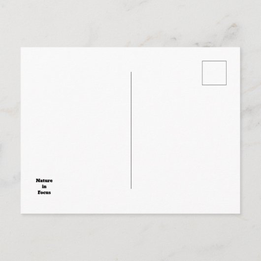 Californische Vrouw Elephant Seal Ocean Animal Briefkaart (Achterkant)