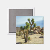 Californische woestijn Succulents, Rocks & Clear S Magneet (Voorkant / Achterkant)