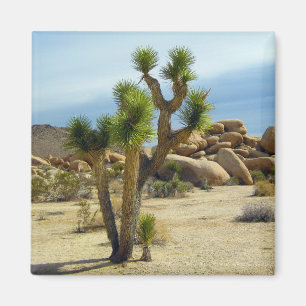 Californische woestijn Succulents, Rocks & Clear S Magneet