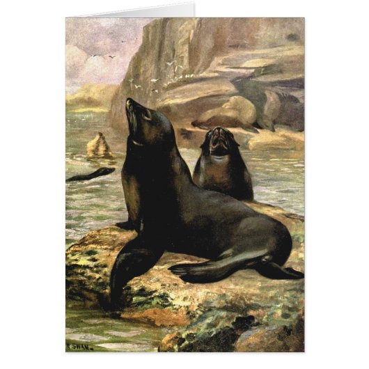  Californische Zee Lions door CE Swan (Voorkant)