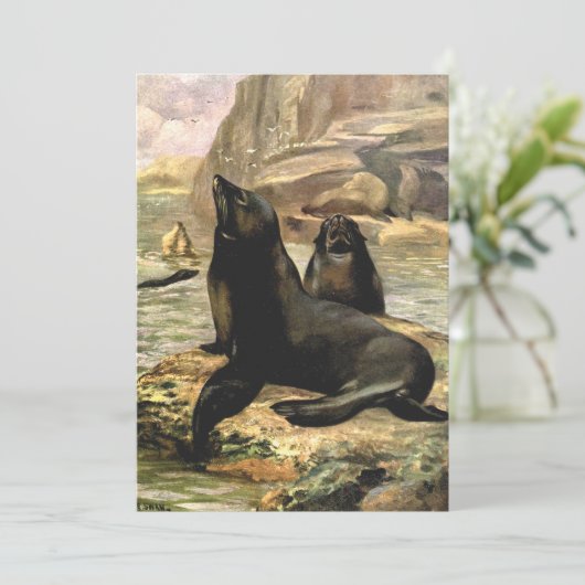  Californische Zee Lions door CE Swan (Staand voorkant)