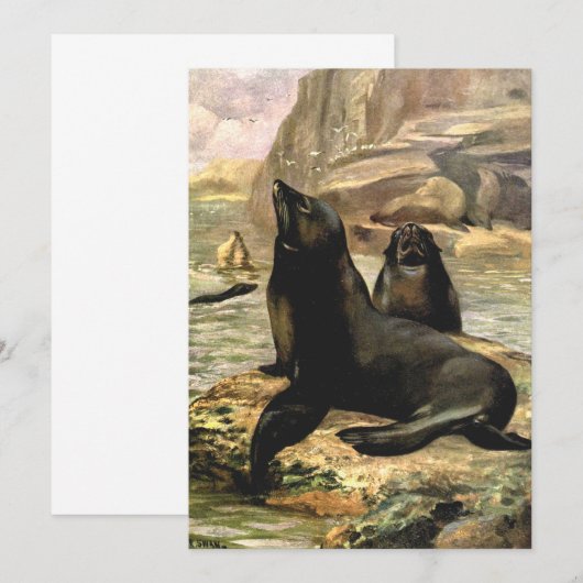  Californische Zee Lions door CE Swan (Voorkant / Achterkant)