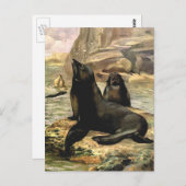  Californische Zee Lions door CE Swan Briefkaart (Voorkant / Achterkant)