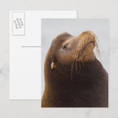 Californische zeeleeuw briefkaart (Voorkant / Achterkant)