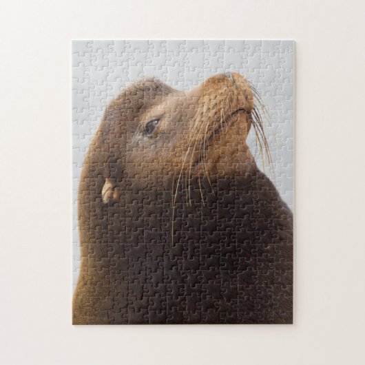 Californische zeeleeuw legpuzzel (Verticaal)