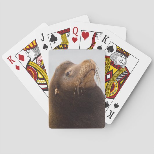 Californische zeeleeuw pokerkaarten (Achterkant)