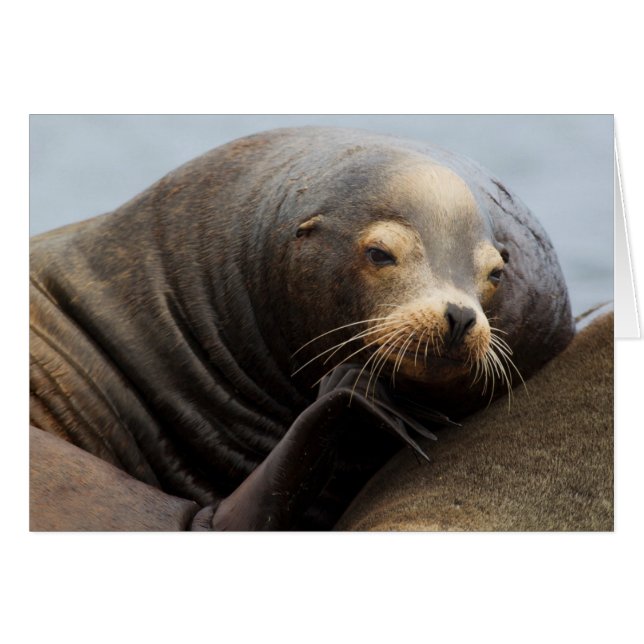Californische zeeleeuw rustend (Voorkant Horizontaal)