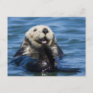 Californische Zeeotter (Enhydra lutris) verzorgt z Briefkaart