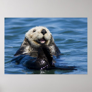 Californische zeeotter (Enhydra lutris) verzorgt z Poster