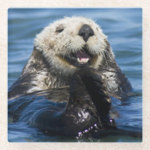 Californische zeeotter Enhydra lutris) verzorgt zi Glazen Onderzetter