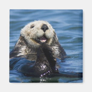 Californische zeeotter Enhydra lutris) verzorgt zi Magneet