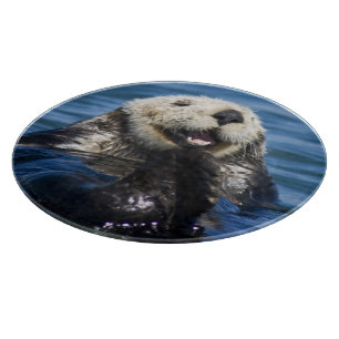 Californische Zeeotter Enhydra lutris) verzorgt zi Snijplank