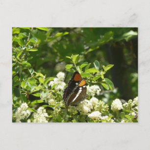 Californische zuster Butterfly in Yosemite Briefkaart