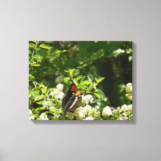 Californische zuster Butterfly in Yosemite Canvas Afdruk (Voorkant)
