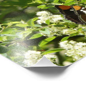 Californische zuster Butterfly in Yosemite Foto Afdruk (Hoek)