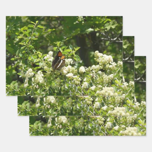Californische zuster Butterfly in Yosemite Inpakpapier Vel (Set)