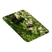 Californische zuster Butterfly in Yosemite Magneet (Rechterzijde)