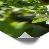 Californische zuster Butterfly in Yosemite Poster (Hoek)