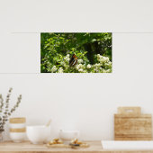 Californische zuster Butterfly in Yosemite Poster (Keuken)