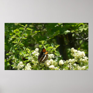 Californische zuster Butterfly in Yosemite Poster