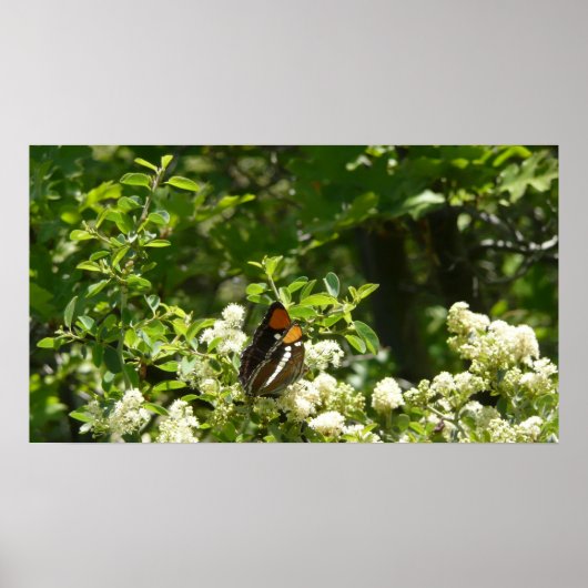 Californische zuster Butterfly in Yosemite Poster (Voorkant)