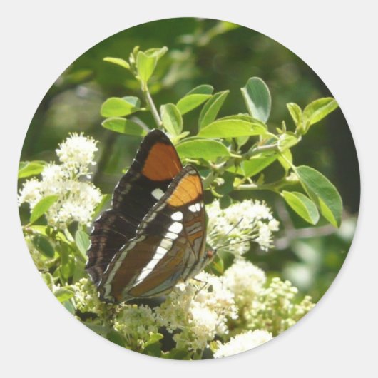 Californische zuster Butterfly in Yosemite Ronde Sticker (Voorkant)