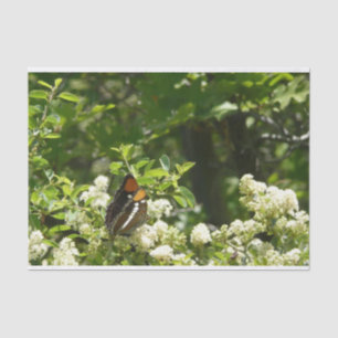 Californische zuster Butterfly in Yosemite Tissuepapier