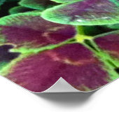 CALISTA IN CLOVER Poster (Hoek)