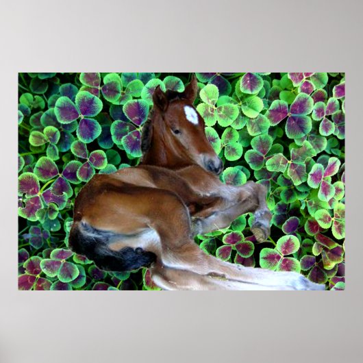 CALISTA IN CLOVER Poster (Voorkant)