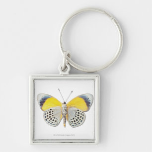 Calithea davisi sleutelhanger