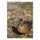 Call Duck (Voorkant)