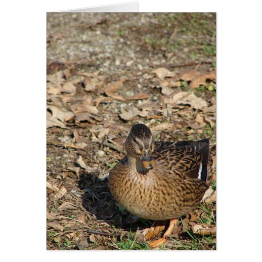 Call Duck (Voorkant)