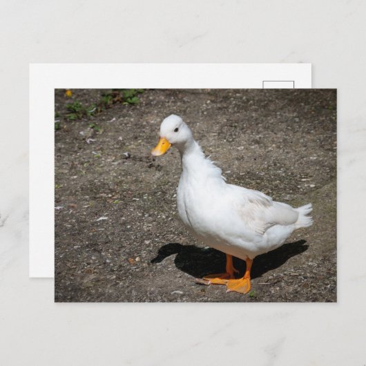Call duck briefkaart (Voorkant / Achterkant)