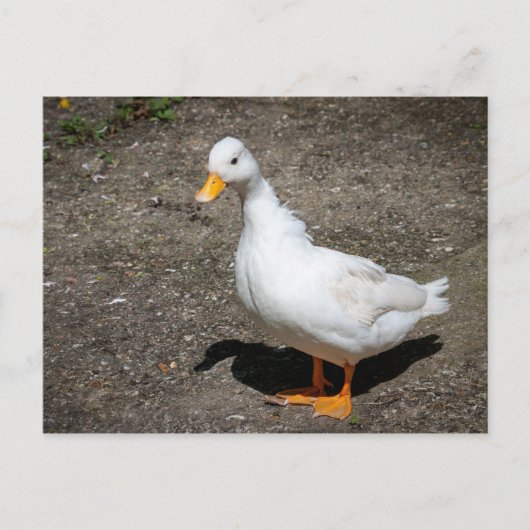 Call duck briefkaart (Voorkant)