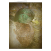 Call Duck Drake (Voorkant)