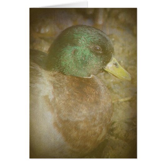 Call Duck Drake (Voorkant)