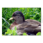 Call Duck Drake (Voorkant Horizontaal)