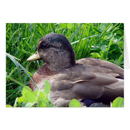 Call Duck Drake (Voorkant Horizontaal)