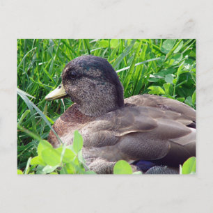 Call Duck Drake Briefkaart