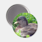 Call Duck Drake Magneet (Voorkant / Achterkant)