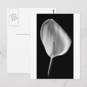 Calla #2 briefkaart (Voorkant / Achterkant)