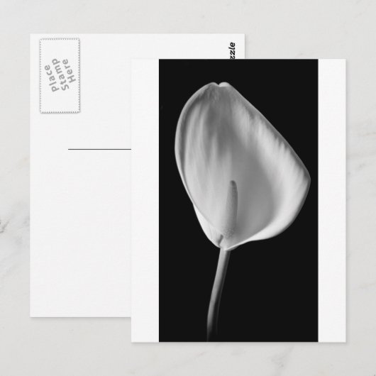 Calla #2 briefkaart (Voorkant / Achterkant)