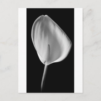 Calla #2 briefkaart